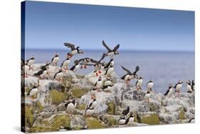 Atlantic Puffins (Fratercula Arctica) Take Flight from a Cliff-Top, Inner Farne, Farne Islands-Eleanor Scriven-Stretched Canvas
