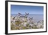 Atlantic Puffins (Fratercula Arctica) Take Flight from a Cliff-Top, Inner Farne, Farne Islands-Eleanor Scriven-Framed Photographic Print