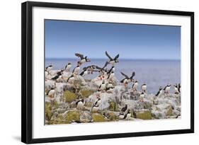 Atlantic Puffins (Fratercula Arctica) Take Flight from a Cliff-Top, Inner Farne, Farne Islands-Eleanor Scriven-Framed Photographic Print