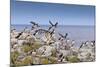 Atlantic Puffins (Fratercula Arctica) Take Flight from a Cliff-Top, Inner Farne, Farne Islands-Eleanor Scriven-Mounted Photographic Print