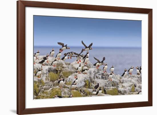 Atlantic Puffins (Fratercula Arctica) Take Flight from a Cliff-Top, Inner Farne, Farne Islands-Eleanor Scriven-Framed Photographic Print