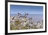 Atlantic Puffins (Fratercula Arctica) Take Flight from a Cliff-Top, Inner Farne, Farne Islands-Eleanor Scriven-Framed Photographic Print