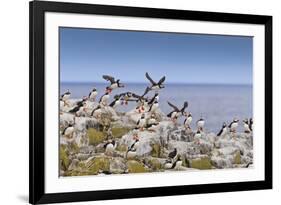 Atlantic Puffins (Fratercula Arctica) Take Flight from a Cliff-Top, Inner Farne, Farne Islands-Eleanor Scriven-Framed Photographic Print