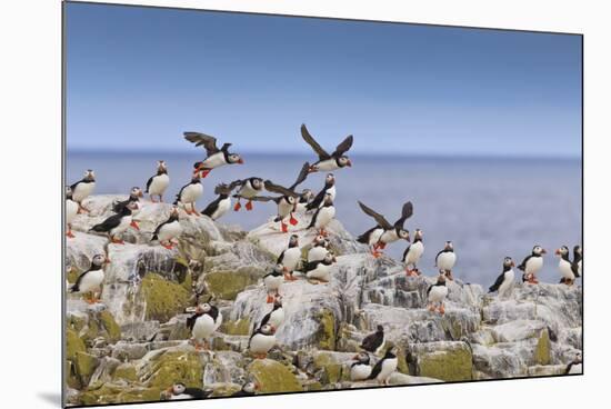 Atlantic Puffins (Fratercula Arctica) Take Flight from a Cliff-Top, Inner Farne, Farne Islands-Eleanor Scriven-Mounted Photographic Print