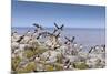 Atlantic Puffins (Fratercula Arctica) Take Flight from a Cliff-Top, Inner Farne, Farne Islands-Eleanor Scriven-Mounted Photographic Print