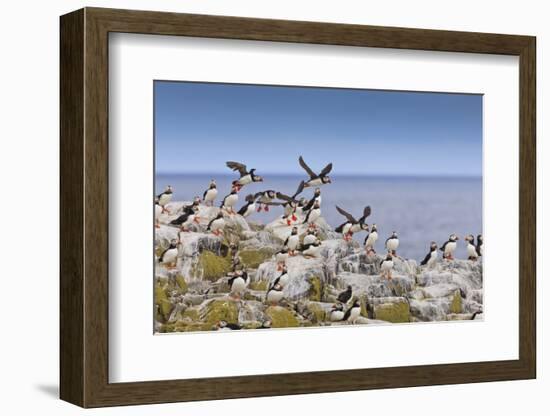 Atlantic Puffins (Fratercula Arctica) Take Flight from a Cliff-Top, Inner Farne, Farne Islands-Eleanor Scriven-Framed Photographic Print