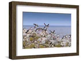 Atlantic Puffins (Fratercula Arctica) Take Flight from a Cliff-Top, Inner Farne, Farne Islands-Eleanor Scriven-Framed Photographic Print