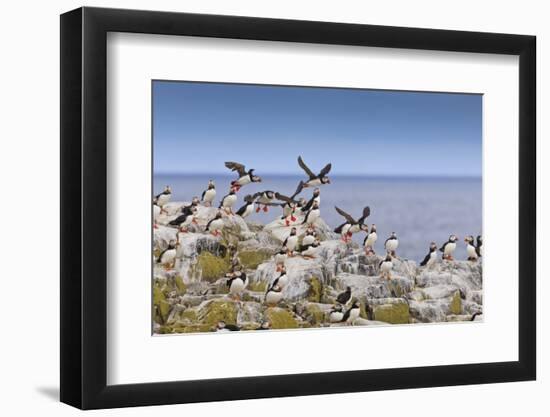 Atlantic Puffins (Fratercula Arctica) Take Flight from a Cliff-Top, Inner Farne, Farne Islands-Eleanor Scriven-Framed Photographic Print