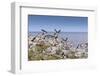 Atlantic Puffins (Fratercula Arctica) Take Flight from a Cliff-Top, Inner Farne, Farne Islands-Eleanor Scriven-Framed Photographic Print