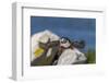 Atlantic Puffins in flight on Machias Seal island, Maine, USA-Chuck Haney-Framed Photographic Print