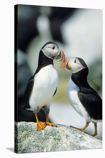 Atlantic Puffins, Machias Seal Island, Maine-Richard and Susan Day-Stretched Canvas