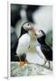 Atlantic Puffins, Machias Seal Island, Maine-Richard and Susan Day-Framed Photographic Print