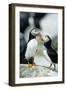 Atlantic Puffins, Machias Seal Island, Maine-Richard and Susan Day-Framed Photographic Print