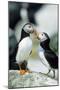 Atlantic Puffins, Machias Seal Island, Maine-Richard and Susan Day-Mounted Photographic Print