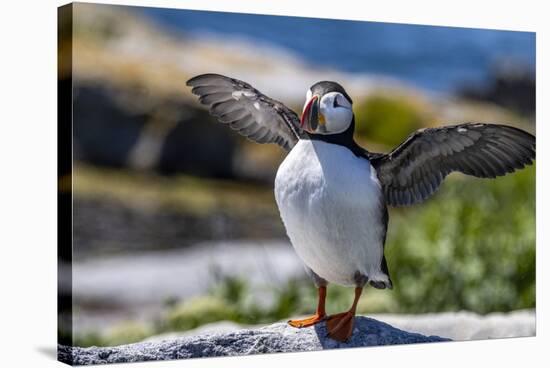 Atlantic Puffins on Machias Seal island, Maine, USA-Chuck Haney-Stretched Canvas