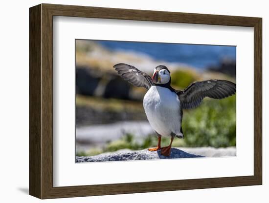 Atlantic Puffins on Machias Seal island, Maine, USA-Chuck Haney-Framed Photographic Print