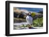 Atlantic Puffins on Machias Seal island, Maine, USA-Chuck Haney-Framed Photographic Print