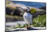 Atlantic Puffins on Machias Seal island, Maine, USA-Chuck Haney-Mounted Photographic Print