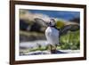 Atlantic Puffins on Machias Seal island, Maine, USA-Chuck Haney-Framed Photographic Print