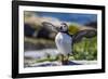 Atlantic Puffins on Machias Seal island, Maine, USA-Chuck Haney-Framed Photographic Print