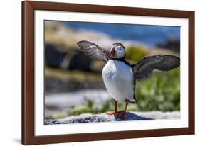 Atlantic Puffins on Machias Seal island, Maine, USA-Chuck Haney-Framed Photographic Print