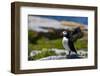 Atlantic Puffins on Machias Seal island, Maine, USA-Chuck Haney-Framed Photographic Print