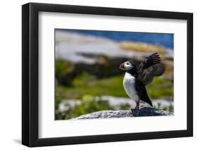 Atlantic Puffins on Machias Seal island, Maine, USA-Chuck Haney-Framed Photographic Print