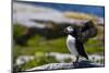 Atlantic Puffins on Machias Seal island, Maine, USA-Chuck Haney-Mounted Photographic Print