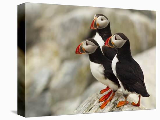 Atlantic Puffins on Machias Seal Island Off the Coast of Cutler, Maine, USA-Chuck Haney-Stretched Canvas