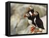 Atlantic Puffins on Machias Seal Island Off the Coast of Cutler, Maine, USA-Chuck Haney-Framed Stretched Canvas