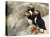 Atlantic Puffins on Machias Seal Island Off the Coast of Cutler, Maine, USA-Chuck Haney-Stretched Canvas