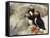 Atlantic Puffins on Machias Seal Island Off the Coast of Cutler, Maine, USA-Chuck Haney-Framed Stretched Canvas