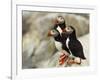 Atlantic Puffins on Machias Seal Island Off the Coast of Cutler, Maine, USA-Chuck Haney-Framed Premium Photographic Print