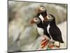 Atlantic Puffins on Machias Seal Island Off the Coast of Cutler, Maine, USA-Chuck Haney-Mounted Photographic Print