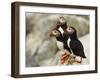 Atlantic Puffins on Machias Seal Island Off the Coast of Cutler, Maine, USA-Chuck Haney-Framed Photographic Print