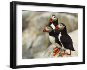 Atlantic Puffins on Machias Seal Island Off the Coast of Cutler, Maine, USA-Chuck Haney-Framed Photographic Print