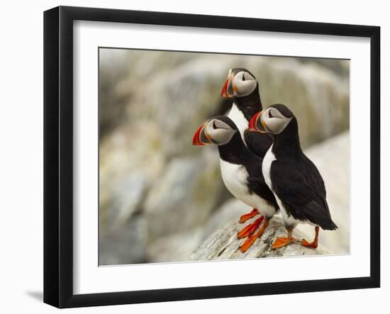 Atlantic Puffins on Machias Seal Island Off the Coast of Cutler, Maine, USA-Chuck Haney-Framed Photographic Print