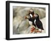 Atlantic Puffins on Machias Seal Island Off the Coast of Cutler, Maine, USA-Chuck Haney-Framed Photographic Print