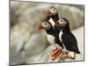 Atlantic Puffins on Machias Seal Island Off the Coast of Cutler, Maine, USA-Chuck Haney-Mounted Photographic Print