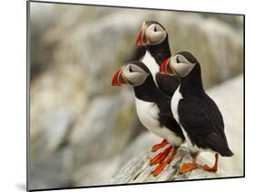 Atlantic Puffins on Machias Seal Island Off the Coast of Cutler, Maine, USA-Chuck Haney-Mounted Photographic Print