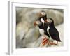 Atlantic Puffins on Machias Seal Island Off the Coast of Cutler, Maine, USA-Chuck Haney-Framed Photographic Print