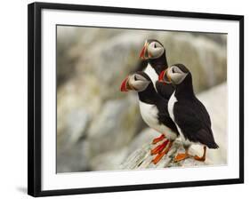 Atlantic Puffins on Machias Seal Island Off the Coast of Cutler, Maine, USA-Chuck Haney-Framed Photographic Print