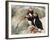 Atlantic Puffins on Machias Seal Island Off the Coast of Cutler, Maine, USA-Chuck Haney-Framed Photographic Print