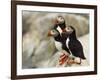 Atlantic Puffins on Machias Seal Island Off the Coast of Cutler, Maine, USA-Chuck Haney-Framed Photographic Print