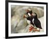 Atlantic Puffins on Machias Seal Island Off the Coast of Cutler, Maine, USA-Chuck Haney-Framed Photographic Print