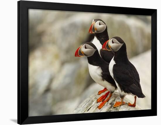 Atlantic Puffins on Machias Seal Island Off the Coast of Cutler, Maine, USA-Chuck Haney-Framed Photographic Print