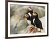 Atlantic Puffins on Machias Seal Island Off the Coast of Cutler, Maine, USA-Chuck Haney-Framed Photographic Print