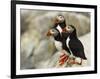 Atlantic Puffins on Machias Seal Island Off the Coast of Cutler, Maine, USA-Chuck Haney-Framed Photographic Print