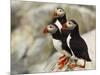 Atlantic Puffins on Machias Seal Island Off the Coast of Cutler, Maine, USA-Chuck Haney-Mounted Photographic Print