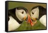 Atlantic Puffins pair bill rubbing, Skomer Island, Wales, UK-Danny Green-Framed Stretched Canvas
